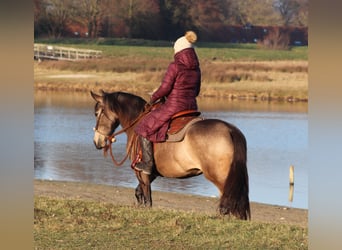 American Quarter Horse Mix, Giumenta, 4 Anni, 153 cm, Pelle di daino