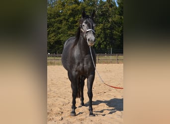 American Quarter Horse, Giumenta, 4 Anni, 154 cm, Grigio