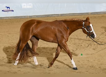 American Quarter Horse, Giumenta, 4 Anni, 154 cm, Sauro
