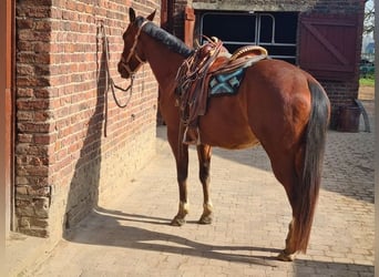 American Quarter Horse, Giumenta, 4 Anni, 155 cm, Baio