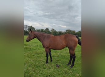 American Quarter Horse, Giumenta, 4 Anni, 155 cm, Baio