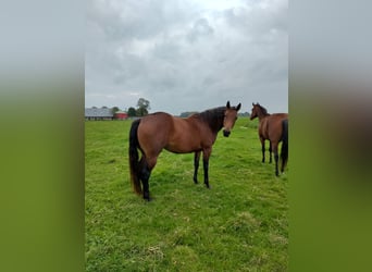 American Quarter Horse, Giumenta, 4 Anni, 155 cm, Baio