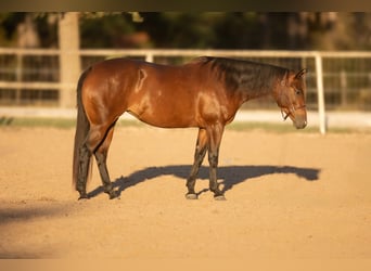 American Quarter Horse, Giumenta, 4 Anni, 155 cm, Baio ciliegia