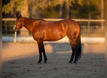American Quarter Horse, Giumenta, 4 Anni, 155 cm, Baio ciliegia