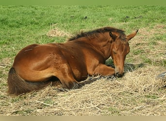 American Quarter Horse, Giumenta, 4 Anni, 155 cm, Baio scuro