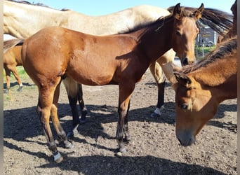 American Quarter Horse, Giumenta, 4 Anni, 155 cm, Baio scuro