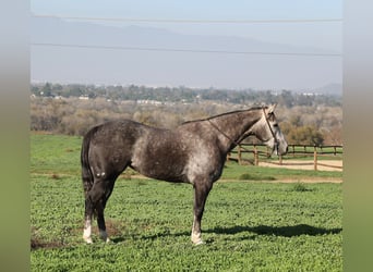 American Quarter Horse, Giumenta, 4 Anni, 155 cm, Grigio pezzato