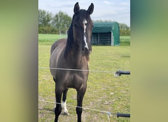 American Quarter Horse, Giumenta, 4 Anni, 155 cm, Grullo