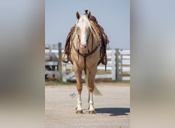American Quarter Horse, Giumenta, 4 Anni, 155 cm, Palomino