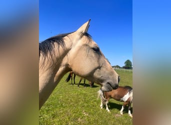 American Quarter Horse, Giumenta, 4 Anni, 155 cm, Pelle di daino