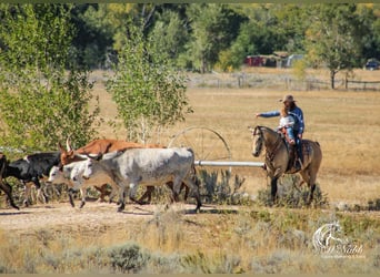 American Quarter Horse, Giumenta, 4 Anni, 155 cm, Pelle di daino