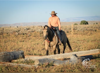 American Quarter Horse, Giumenta, 4 Anni, 155 cm, Pelle di daino