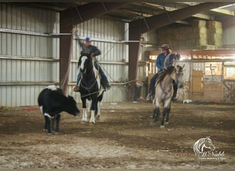 American Quarter Horse, Giumenta, 4 Anni, 155 cm, Pelle di daino