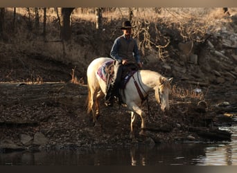 American Quarter Horse Mix, Giumenta, 4 Anni, 155 cm, Perlino