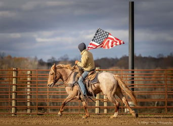 American Quarter Horse Mix, Giumenta, 4 Anni, 155 cm, Roano rosso