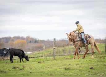 American Quarter Horse Mix, Giumenta, 4 Anni, 155 cm, Roano rosso