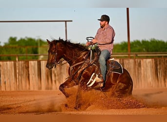 American Quarter Horse, Giumenta, 4 Anni, 155 cm, Sauro ciliegia