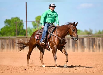 American Quarter Horse, Giumenta, 4 Anni, 155 cm, Sauro ciliegia