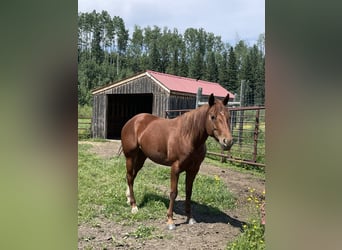 American Quarter Horse, Giumenta, 4 Anni, 155 cm, Sauro scuro