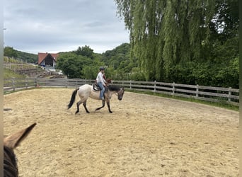 American Quarter Horse, Giumenta, 4 Anni, 156 cm, Grullo