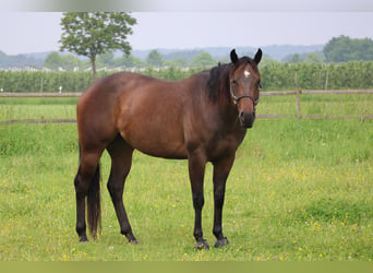 American Quarter Horse, Giumenta, 4 Anni, 157 cm, Baio scuro