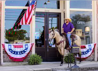 American Quarter Horse, Giumenta, 4 Anni, 157 cm, Pelle di daino