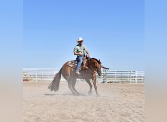 American Quarter Horse, Giumenta, 4 Anni, 157 cm, Red dun