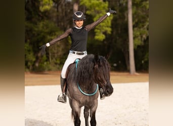 American Quarter Horse Mix, Giumenta, 4 Anni, 157 cm, Roano blu