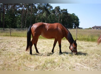 American Quarter Horse, Giumenta, 4 Anni, 158 cm, Baio