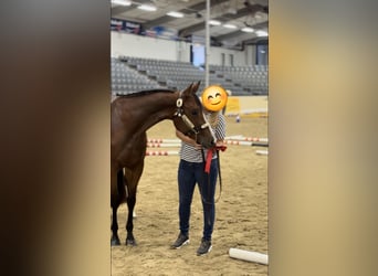 American Quarter Horse, Giumenta, 4 Anni, 158 cm, Baio