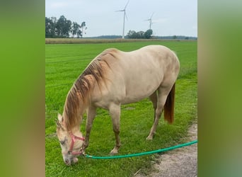 American Quarter Horse, Giumenta, 4 Anni, 158 cm, Champagne
