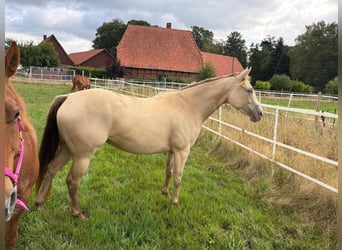 American Quarter Horse, Giumenta, 4 Anni, 158 cm, Champagne