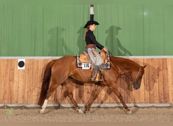 American Quarter Horse, Giumenta, 4 Anni, 158 cm, Sauro