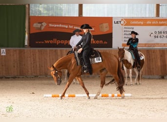 American Quarter Horse, Giumenta, 4 Anni, 158 cm, Sauro