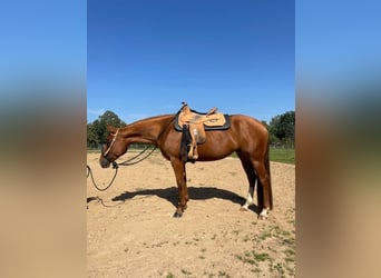 American Quarter Horse, Giumenta, 4 Anni, 158 cm, Sauro