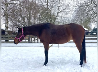 American Quarter Horse, Giumenta, 4 Anni, 160 cm, Baio roano