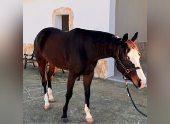 American Quarter Horse, Giumenta, 4 Anni, 160 cm, Baio scuro