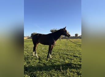 American Quarter Horse, Giumenta, 4 Anni, 160 cm, Baio scuro