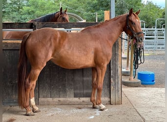 American Quarter Horse Mix, Giumenta, 4 Anni, 162 cm, Sauro