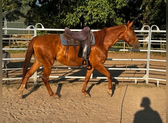 American Quarter Horse Mix, Giumenta, 4 Anni, 162 cm, Sauro