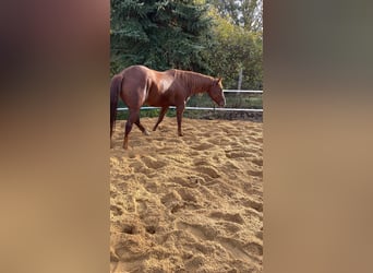 American Quarter Horse, Giumenta, 4 Anni, 163 cm, Baio