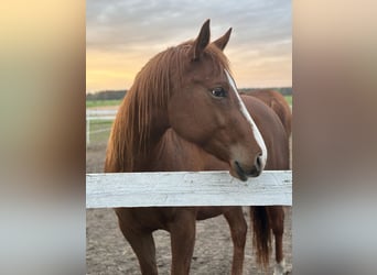 American Quarter Horse, Giumenta, 4 Anni, 163 cm, Baio