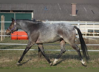American Quarter Horse, Giumenta, 4 Anni, 163 cm, Baio roano