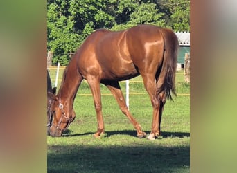American Quarter Horse, Giumenta, 4 Anni, 163 cm, Sauro scuro
