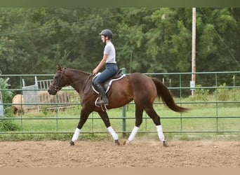 American Quarter Horse, Giumenta, 4 Anni, Baio ciliegia