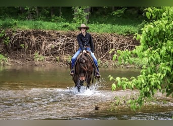 American Quarter Horse, Giumenta, 4 Anni, Baio ciliegia