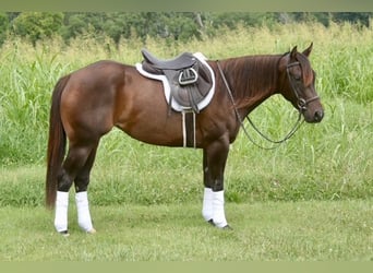 American Quarter Horse, Giumenta, 4 Anni, Baio ciliegia