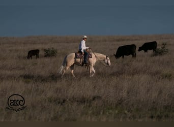 American Quarter Horse, Giumenta, 4 Anni, Cremello