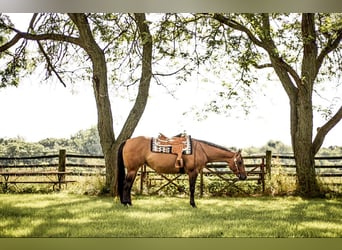 American Quarter Horse, Giumenta, 4 Anni, Falbo