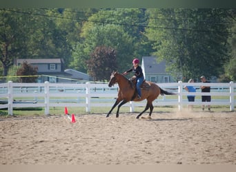 American Quarter Horse, Giumenta, 4 Anni, Falbo